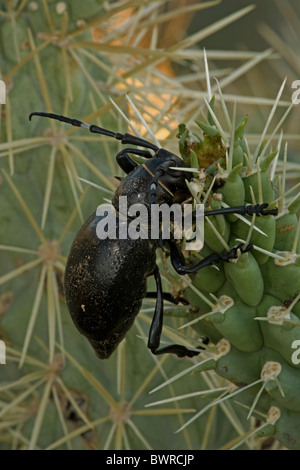 Langen Hörnern Kaktus Käfer (Moneilema Gigas) - Feeds Arizona - Fütterung auf Cholla Cactus - auf viele Arten von Kakteen Stockfoto