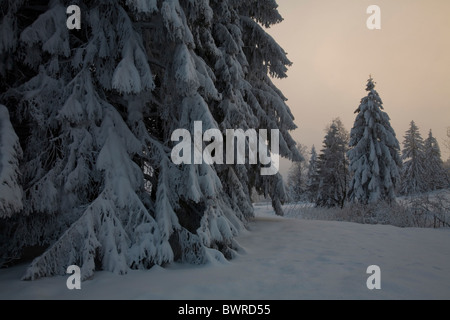 Schweiz Europa Gabris Appenzell Kanton Appenzell Ausserrhoden Nadel-Bäumen Berg Berge Alpin Stockfoto