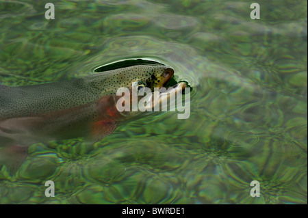 Regenbogen-Forelle, Oncorhynchus Mykiss, Gefangenschaft Stockfoto