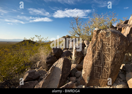 Petroglyph mit geometrischen Mustern, die von der Jornada Mogollon am Three Rivers Petroglyph Site, New Mexico USA erstellt. Stockfoto