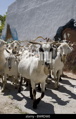 Herde von Ziegen zu Fuß durch Straße, Kastilien-La Mancha, Spanien Stockfoto
