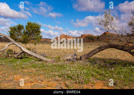 Felsigen rote Strecke der Hügel, toter Baum und Wildblumen im Vordergrund, Mutawintji National Park, New-South.Wales, Australien Stockfoto