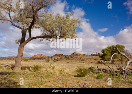 Felsigen rote Strecke der Hügel, Baum und Wildblumen im Vordergrund, Mutawintji National Park, New-South.Wales, Australien Stockfoto