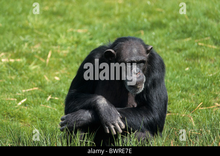 Gemeinsame Schimpansen Pan Troglodytes Tier Tiere Affen Affen ein Stockfoto