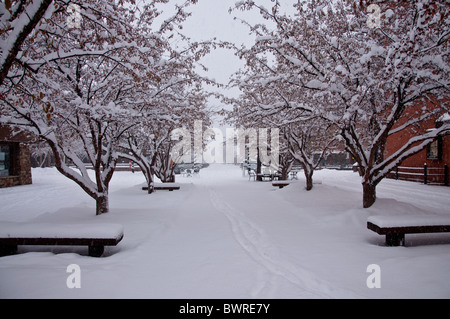 Schneebedeckten Baum in Aspen Colorado Stockfoto
