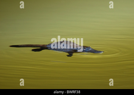 Ente – abgerechnet Platypus in gebrochenen Fluß, Queensland, Australien Stockfoto