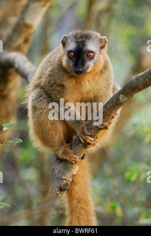 Rot-konfrontierte braune Lemur im Isalo Nationalpark Stockfoto