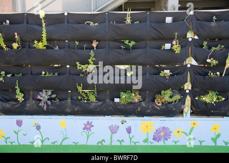 Woolly Pocket vertikalen Garten Kleiderbügel in der Innenstadt von Wert Schule, eine Charta der Schule in der Innenstadt von Los Angeles, Kalifornien, USA Stockfoto