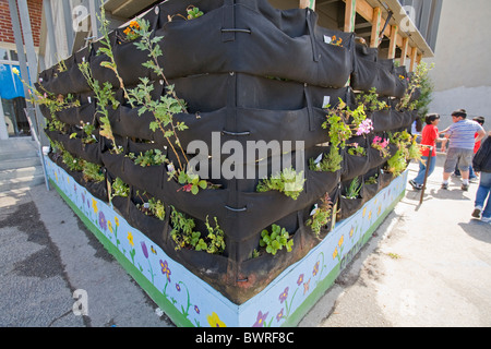 Woolly Pocket vertikalen Garten Kleiderbügel in der Innenstadt von Wert Schule, eine Charta der Schule in der Innenstadt von Los Angeles, Kalifornien, USA Stockfoto