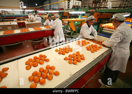 Orangen Mandarinen Spanien Europa Valencia Essen Fabrik innen Indoor Zitrus Früchte Obst verarbeitet Essen ich Stockfoto