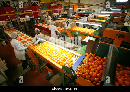 Orangen Mandarinen Spanien Europa Valencia Essen Fabrik innen Indoor Zitrus Früchte Obst verarbeitet Essen ich Stockfoto