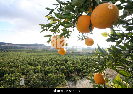 Orangen Mandarinen Spanien Europa Valencia Essen Zitrusfrüchte verlässt Detail Zweig Zweige Baum Obstbaum Stockfoto