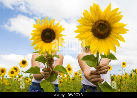 Porträt von niedlichen Mädchen versteckt sich hinter Sonnenblumen an sonnigen Tag Stockfoto