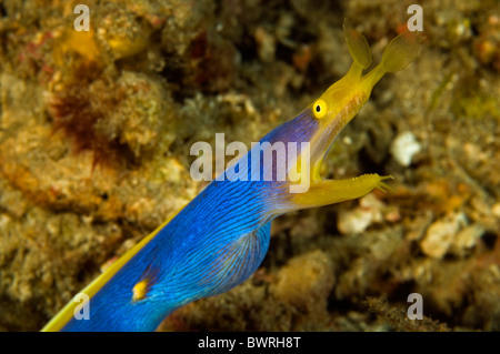 Multifunktionsleiste Aal, Rhinomuraena Quaesita, Raja Ampat, Indonesien Stockfoto