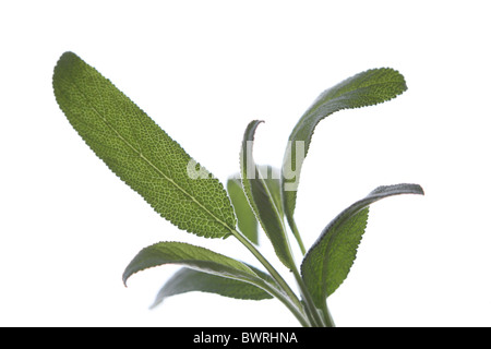 Salbei, Salbei, Salvia, Blatt, Blätter, Detail, Details, Nahaufnahme Stockfoto