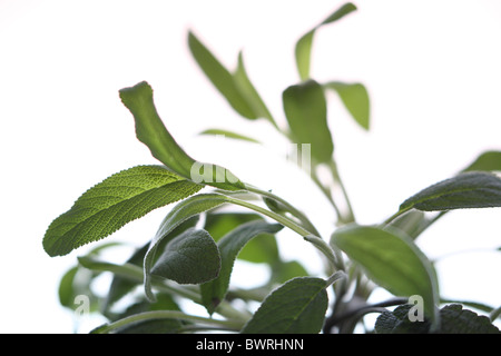 Salbei, Salbei, Salvia, Blatt, Blätter, Detail, Details, Nahaufnahme Stockfoto