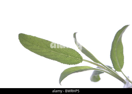 Salbei, Salbei, Salvia, Blatt, Blätter, Detail, Details, Nahaufnahme Stockfoto