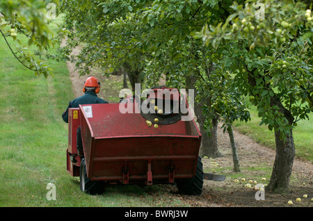 Ernte Mostäpfel, Somerset, Großbritannien Stockfoto