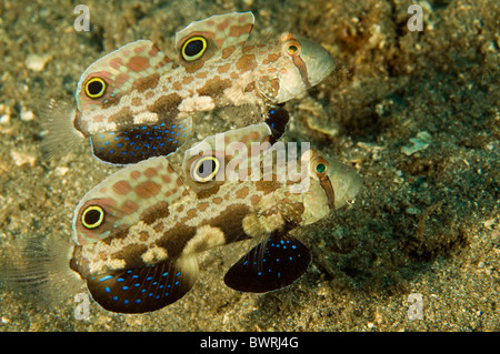 Signal Grundeln, Signigobius Biocellatus, Raja Ampat, Indonesien Stockfoto