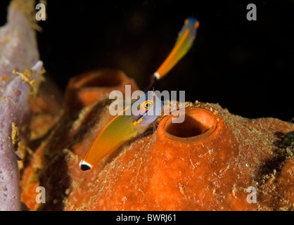 Tailspot Blenny, Ecsenius Stigmatura, Raja Ampat, Indonesien Stockfoto