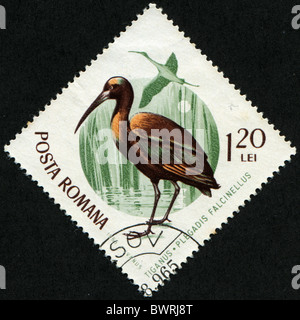 Rumänien - ca. 1965: Eine Briefmarke gedruckt in Rumänien zeigt Sichler - Plegadis Falcinellus, ca. 1965 Stockfoto