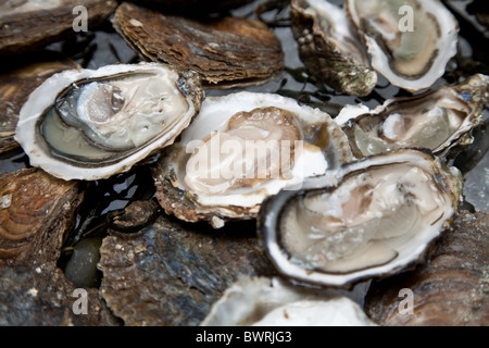 Frische Austern sind auf dem Eis angelegt. Stockfoto