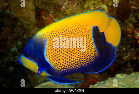 Blau geringelt Kaiserfisch, Pomacanthus Navarchus, Raja Ampat, Indonesien Stockfoto
