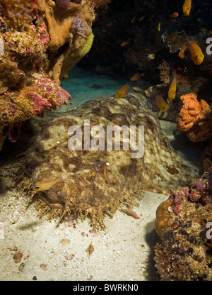 Fransigen Wobbegong Eucrossorhinus Dasypogon, Raja Ampat, Indonesien Stockfoto