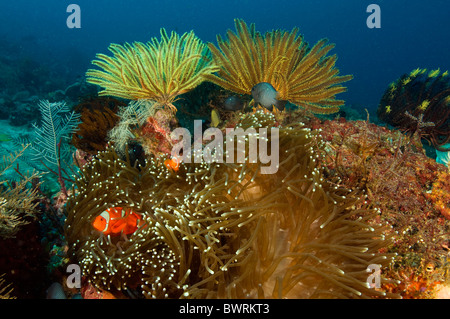 Korallenriff-Szene und Wirbelsäule Wange Anemonefishes, Raja Ampat, Indonesien Stockfoto