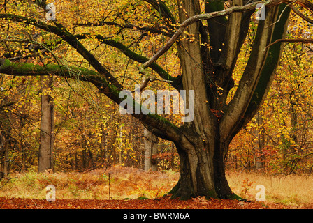 Eine spezielle Buche im Savernake Wald, Wiltshire, UK, Herbst. November 2010 Stockfoto