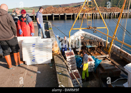 Ein Fischerboot Landung einen Fang Garnelen im Hafen von Campbeltown auf der Halbinsel Kintyre, Argyll & Bute, Scotland Stockfoto