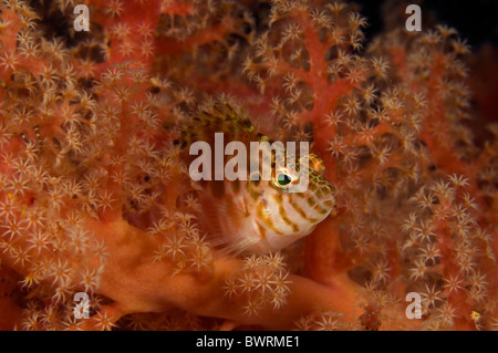 Threadfin Hawkfish, Cirrhitichthys Aprinus, Raja Ampat, Indonesien Stockfoto