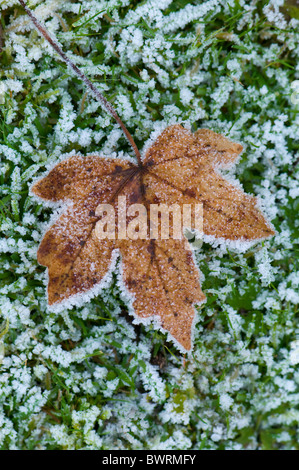 Ein einzelnes Ahornblatt bedeckt in frost Stockfoto