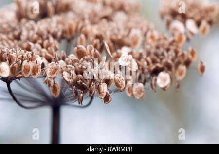 Bärenklau Saatgut Kopf Heracleum Sphondylium - gemeinsame Bärenklau Stockfoto