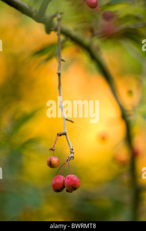 Rote Beeren, die restlichen auf einem Ast im Herbst Stockfoto