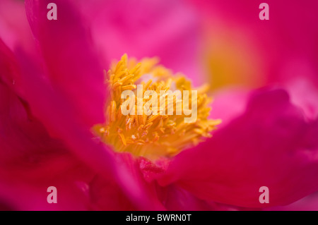 Eine Nahaufnahme der schönen Kirschrot rosa Paeonia Lactiflora (Pfingstrose Cytherea) Stockfoto