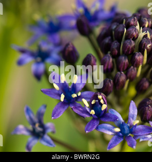 Eine einzelne Blüte von Scilla Peruviana - kubanische Lily oder portugiesischen peruanische Blaustern Stockfoto