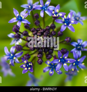 Eine einzelne Blüte von Scilla Peruviana - kubanische Lily oder portugiesischen peruanische Blaustern Stockfoto