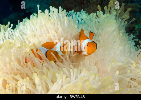 Clownfishes, Amphiprion Ocellaris in eine gebleichte Anemone Raja Ampat Indonesien Stockfoto