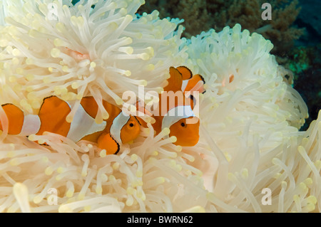 Clownfishes, Amphiprion Ocellaris in eine gebleichte Anemone Raja Ampat Indonesien Stockfoto