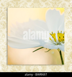 Eine einzelne weiße Cosmos Blume 'Psyche White' - Cosmea Bipinnatus mit Sahne gemusterten Bordüre umgeben Stockfoto