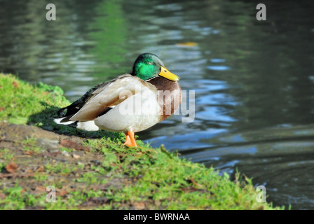 Männliche Stockente am Gewässerrand Stockfoto