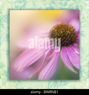 Rosa Kegel Blüten mit künstlerischen Grenze Surround - Echinacea purpurea Stockfoto