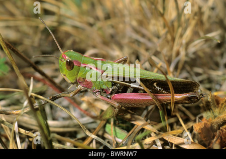 Bogen-winged Grashüpfer (Chorthippus Biguttulus), Weiblich, Schwäbische Alb, Deutschland, Europa Stockfoto