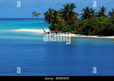 Strand, Malediven - idyllischen Palmen gesäumten weißen Sandstrand umgeben von blauen tropischen Gewässern Stockfoto