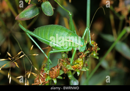 Krauss Bush-Cricket (Isophya Kraussi), Weiblich Stockfoto