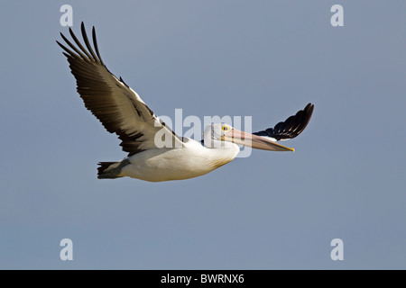 AUSTRALISCHER PELIKAN IM FLUG Stockfoto