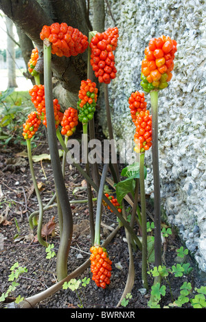 Orange, Damen oder Herren und italienischen Arum Candleflower. Giftig! Stockfoto