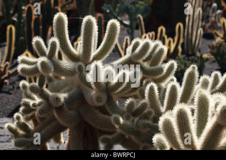 Kakteen Garten, Jardín de Cactus, entworfen von César Manrique, Guatiza, Lanzarote, Kanarische Inseln, Spanien, Europa Stockfoto