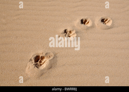 Ein Hund Pfotenabdrücke im sand Stockfoto